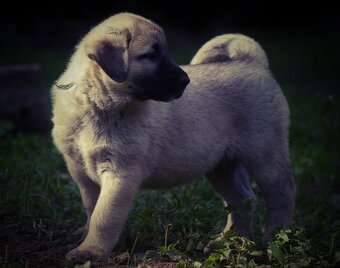 Kangal - 5
