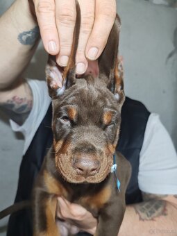Doberman welpen mit PP - fci hunde - 5