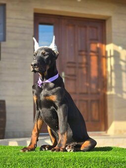 Doberman welpen mit PP - fci hunde - 5