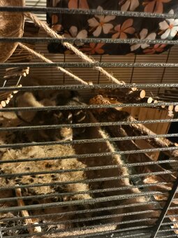 2 süsse Degus 9 Monate alt mit Käfig zu vergeben - 5