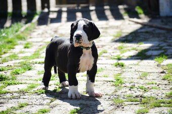 Deutsche Dogge mit Stammbaum - 5