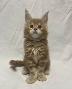 Wunderschöne Ragdoll- und Maine-Coon-Kätzchen abzugeben - 5