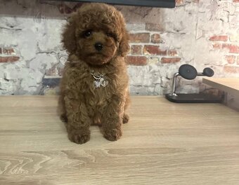 Traumhafter Mini-Toy-Pudel Welpe sucht sein Glück 🐩✨ - 5