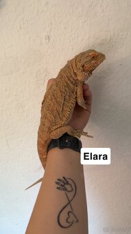 Bartagame Weiblich - 5