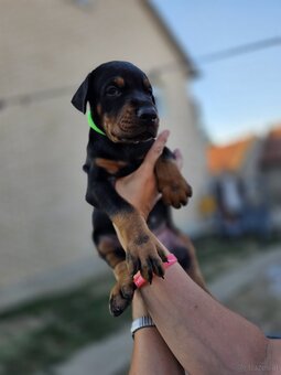 Dobermann Welpen mit FCI-Ahnentafel - 5