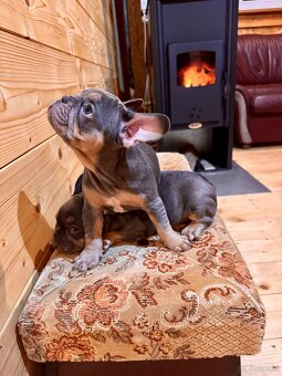 Französischen Bulldoggen Welpen - 5