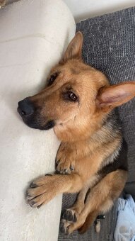 Hund - 5
