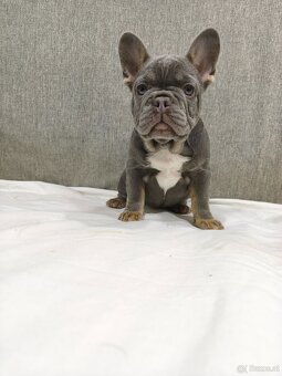 Französischen Bulldog - 5