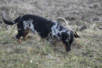 Standard Dackel Hündin sucht neues Traumzuhause - 5