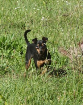 Zwergpinscher Hündin sucht neues Traumzuhause - 5