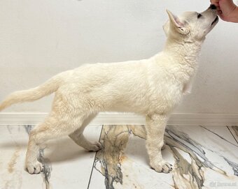 Weißer Schweizer Schäferhund - 5