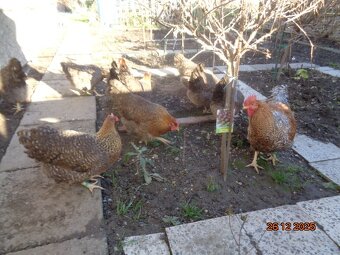 Bruteier Bielefelder kennfarbig - 5