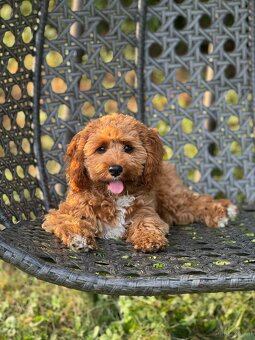 Cavapoo die unglaubliche süße Entstehung zweier toller Rasse - 5