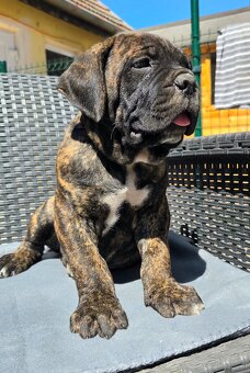 Cane corso mit Stammbaum - 5