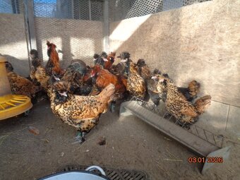 Bruteier Pawlowskaya gold - 5