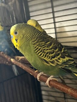 8 Wellensittiche kostenlos in gute Hände abzugeben - 5