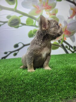 Französische Bulldogge - 5