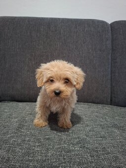 Maltipoo - 5
