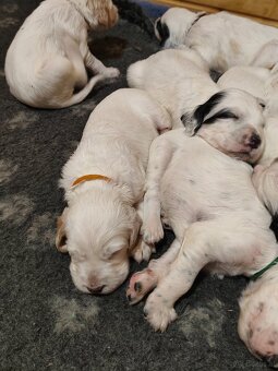 Englische Setter - 5