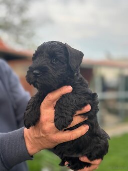 Zwergschnauzer schwarz - 5