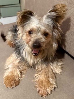 Yorkshire Terrier 4,5 Jahre alt, 4,4 kg - 5