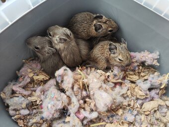 Degus - 5