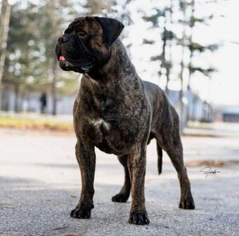 Bullmastiff welpe - 5
