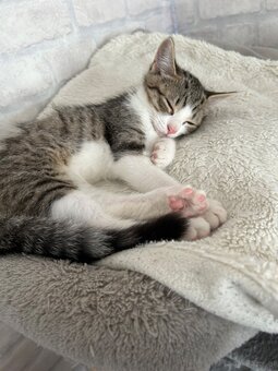 🐾 Zwei Katzenmädchen suchen ein liebevolles Zuhause - 5