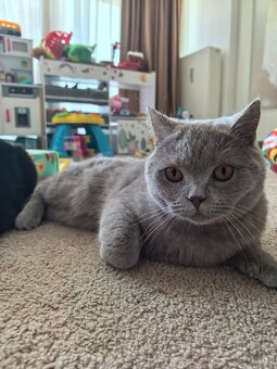 BKH Kater - Notfallabgabe (Katze) - 5