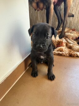 Cane Corso x Malinois Welpen - 5