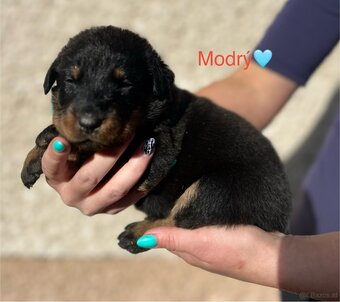 Beauceron - 5