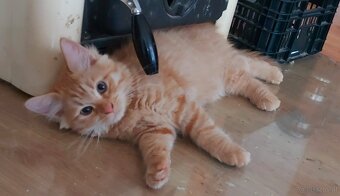 Sibirische Katze – Kater mit Stammbaum (PP) - 5