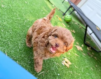 F1b Cavapoo-Welpen (Milo & Teddy) adoptiert - 5