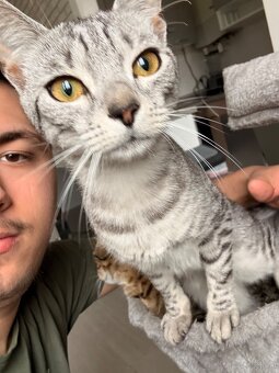 2 Junge Katzen weiblich und Junge 6 Monate alt - 5