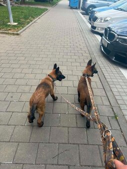 Belgischer Schäferhund (Malinois) - 5