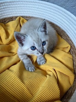 Edelmix Ragdoll Heilige Birma Kitten - 5