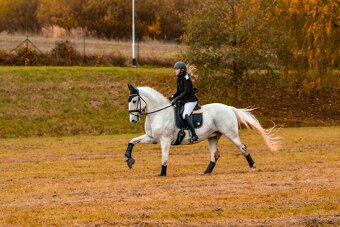 Kladruber horse - 5