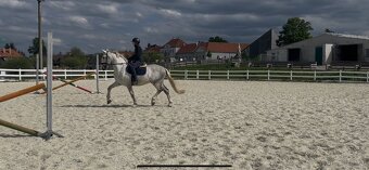 Kladruber horse - 5