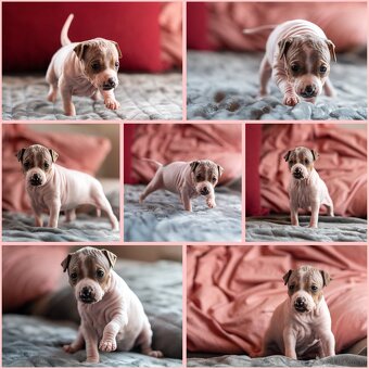 Welpen des Amerikanischen Nacktterriers - 5