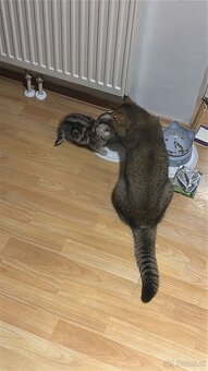 BKH Kitten Reinrassig Männlich - 5