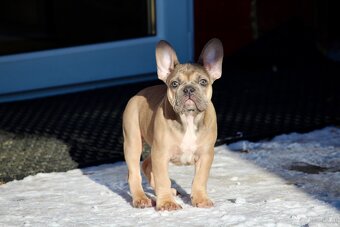 Französischen Bulldoggen Welpen mit Stammbaum - 5