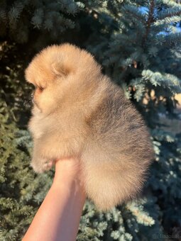 Wunderschöne Zwergspitz-Pomeranian-Welpen - 5