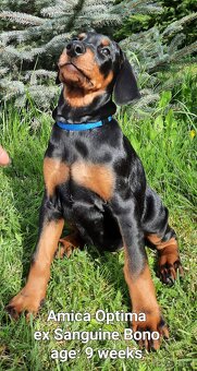 Doberman puppies with FCI pedigree - 5