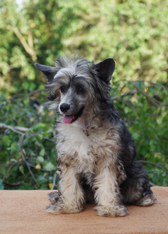 chinese crested dog - hairless - FCI - 5