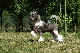 chinese crested dog - hairless - FCI - 5