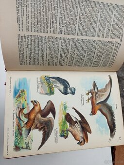 Jedermanns Lexikon – 10 Bände, antiquarisch - 5