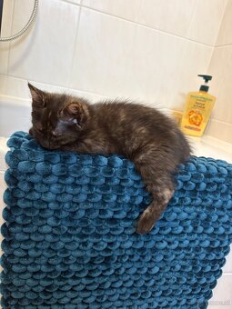 🐾 Aurelia sucht ihr Für-immer-Zuhause 🐾 - 5