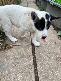 hmong bobtail dog - 5
