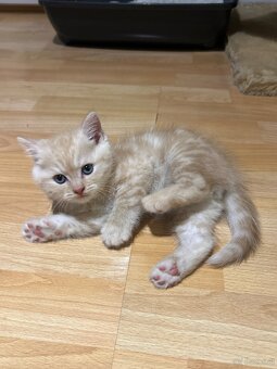 BKH Kittens Reinrassig - 5
