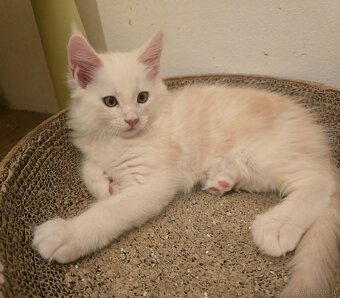 Wunderschöne Maine Coon Kitten zu vergeben - 5